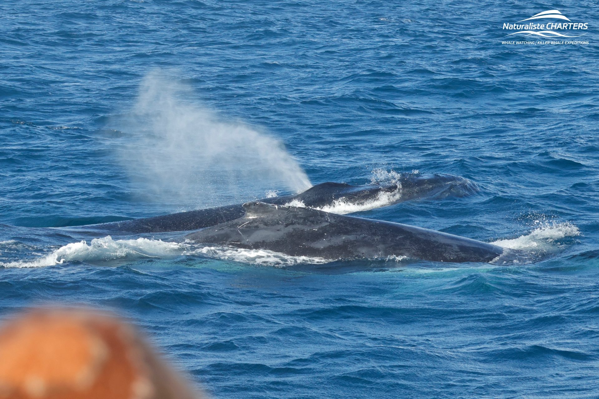 Magical Whale Watching Afternoon